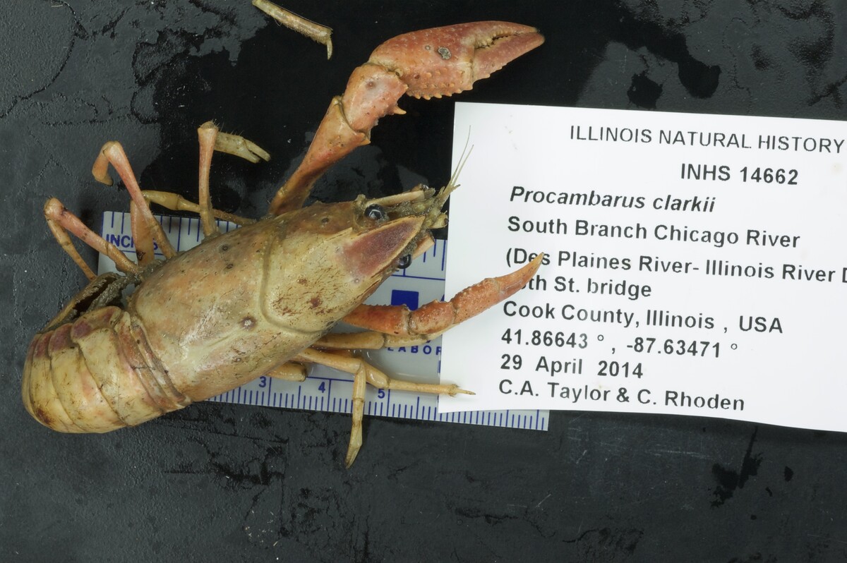 Procambarus clarkii image